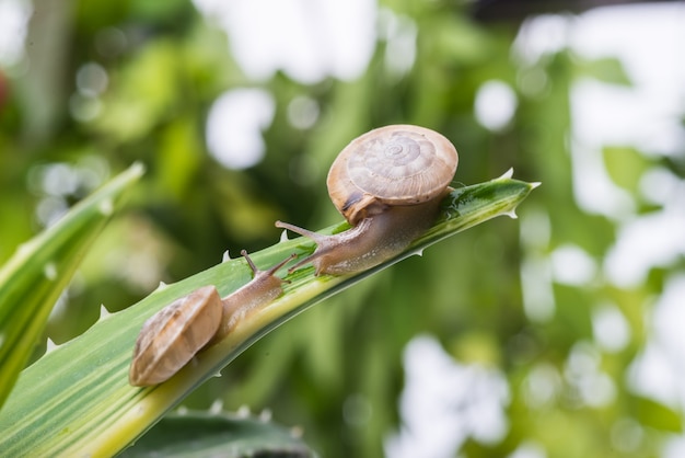 Free photo two snails over a leaf